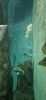 PICTURES/Oregon Coast Aquarium - Newport/t_Hanging Fish2.jpg